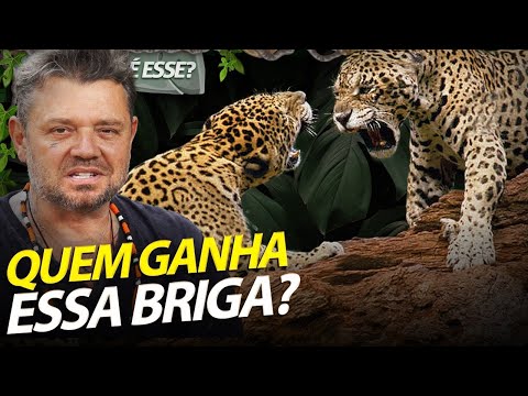 ONÇA-PINTADA NA BRIGA COM LEOPARDO, QUEM É O MAIS FORTE? | RICHARD RASMUSSEN