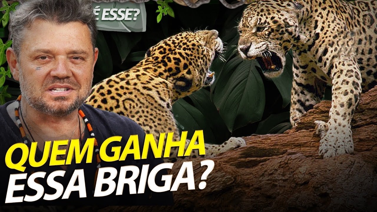 ONÇA-PINTADA NA BRIGA COM LEOPARDO, QUEM É O MAIS FORTE? | RICHARD RASMUSSEN
