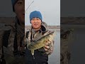 Video Thumbnail for Ice Fishing Walleyes Flash Bite!