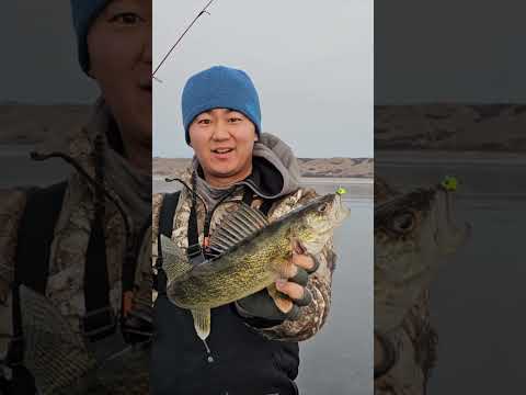 Ice Fishing Walleyes Flash Bite!