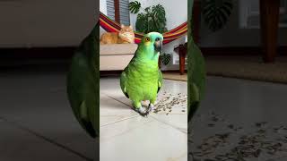 Bino não aguentou… e confessou tudo 😭🦜