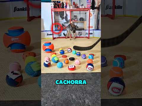 essa cachorra defendeu o impossivel... #curiosidades #cachorro #hoquei