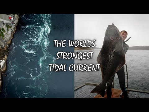 Spearfishing Saltstraumen