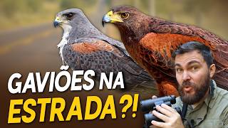 Por que tantos GAVIÕES ficam à beira das estradas? #OrnitólogoResponde