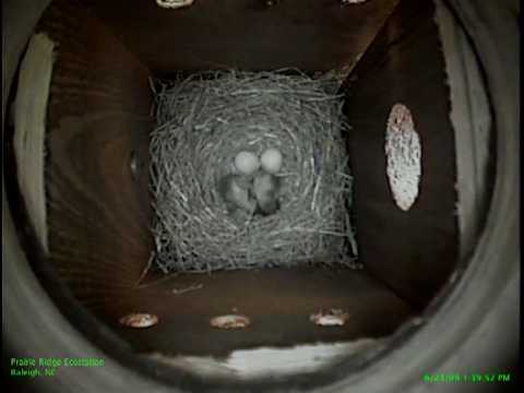 NC-raleigh-eabl-attempt2-20090623.mp4