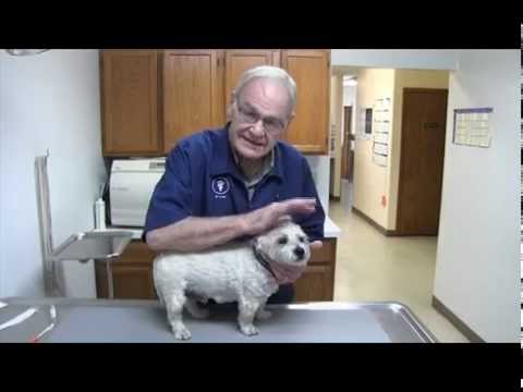 How to draw blood from a dog for use in a glucometer