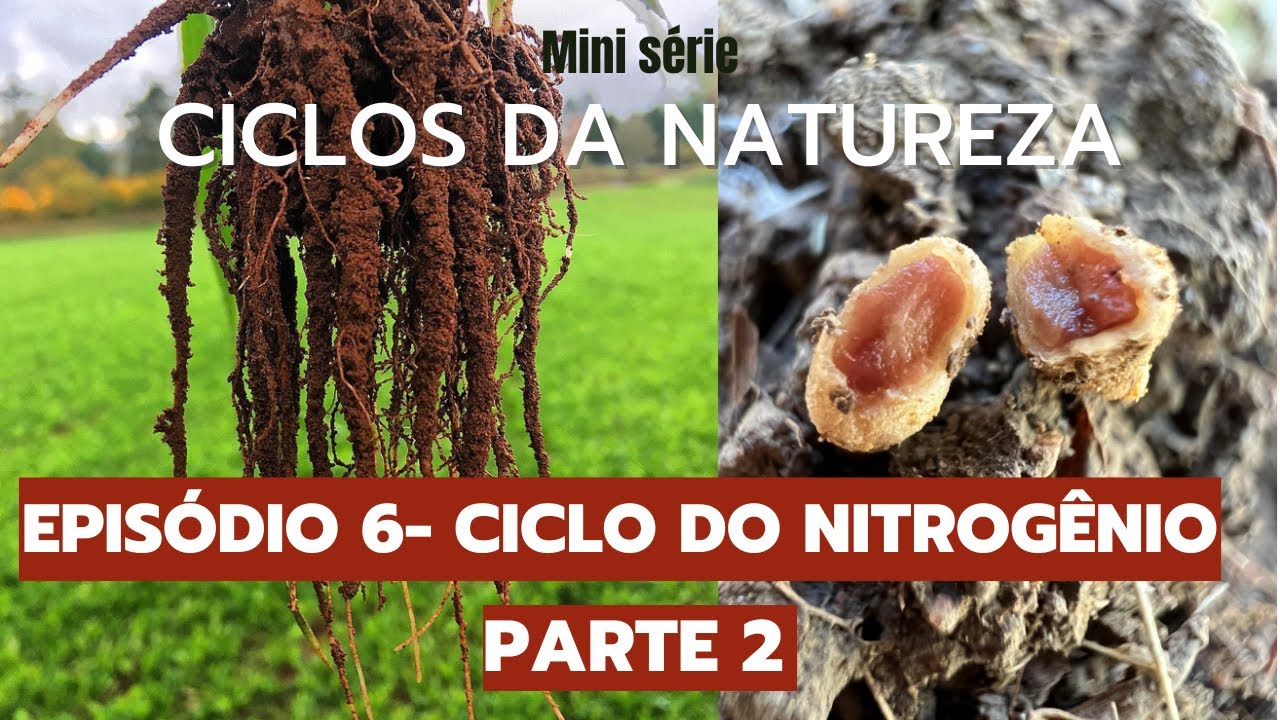 Mini série - CICLOS DA NATUREZA - Episódio 6: CICLO DO NITROGÊNIO - PARTE 2.