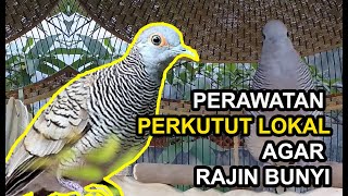 Download lagu 5 Ways to Treat Local Turtle Doves So They Sing Frequently mp3