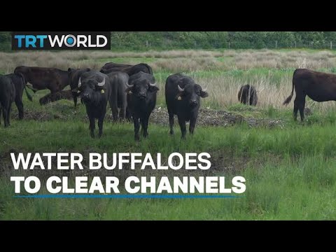 Water buffaloes called on to clear UK's channels