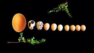 9 ПЕРЕПЕЛИНЫХ ИЗ 1 КУРИНОГО ЯЙЦА