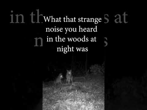 strange noise at night #wildanimals #wildlife #mystery #noise #coyote