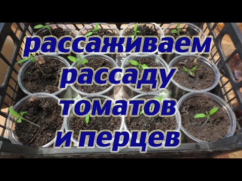 Мой самый лучший способ выращивания рассады томатов без химии и их рассаживание в стаканчики.