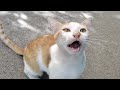 Abandoned Hungry Cat Meowing Loudly