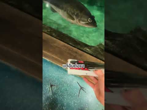 ให้ปลาเลือกให้แทน 😂