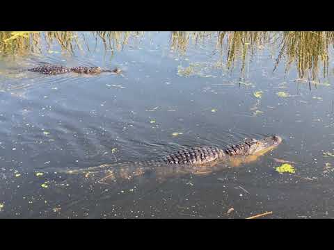 2021 08 Aug Brazos Bend SP Up to 4K