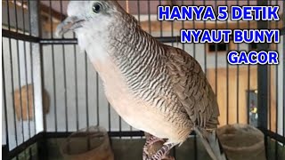 Download lagu Perkutut Lokal Gacor Suara Super Kristal - Pancingan Malas Bunyi (99%AMPUH BANGET) mp3 Download lagu Perkutut Lokal Gacor Suara Super Kristal - Pancingan Malas Bunyi (99%AMPUH BANGET) mp3