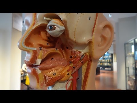 Mouth and tongue - the beginning of digestion | alpha Learning explains biology