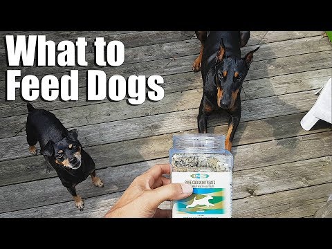 Why Feed Raw Food to Dogs | Feeding Dogs | PurePaw Nutrition Video