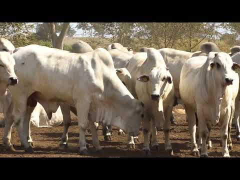 Matéria Show Rural Colíder-MT 2022.