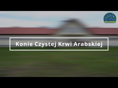 Przegląd koni arabskich przed sezonem 2021 Stajnia Rosłońce