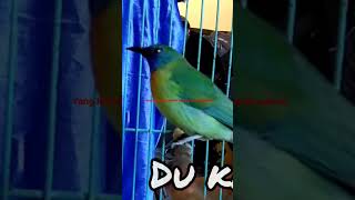 Download lagu kinoi gacor isian mantap PANCINGAN CUCAK KINOI agar BUNYI mp3 Download lagu kinoi gacor isian mantap PANCINGAN CUCAK KINOI agar BUNYI mp3
