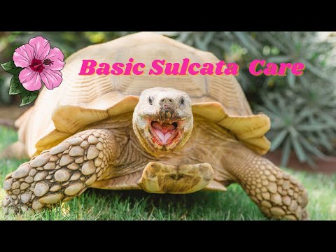 Basic Sulcata Tortoise (Tiptoe) Care