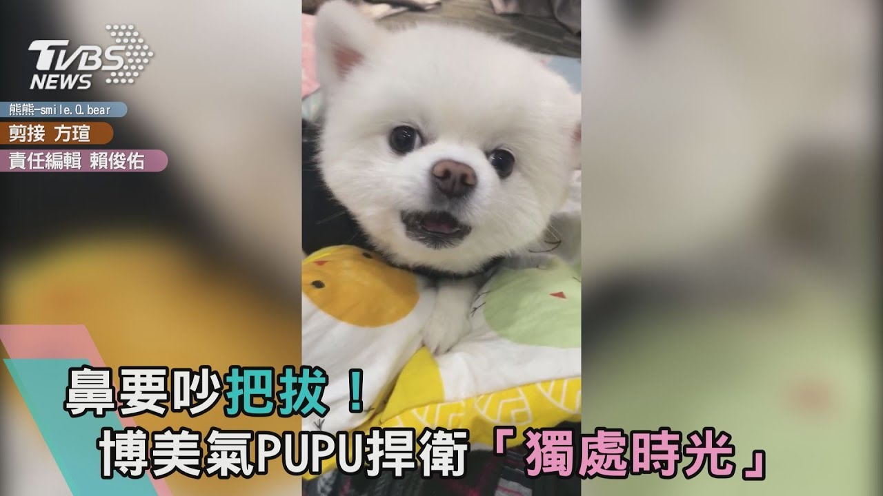 鼻要吵把拔! 博美氣PUPU捍衛「獨處時光」