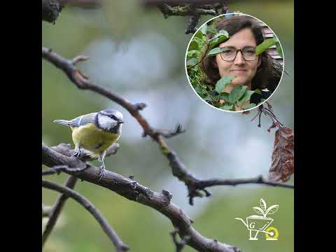 How to feed birds in the garden