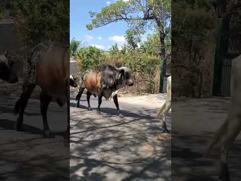 CARRETERA DE SESORI A CHAPELTIQUE SAN MIGUEL