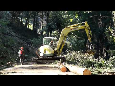 Si taglia il bosco per liberare la strada