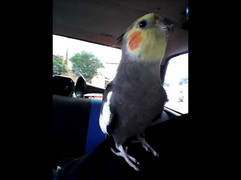 Calopicita escutando Eminem