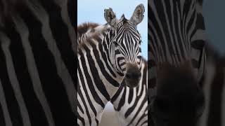 Pretty Little Baby. Connie Francis.