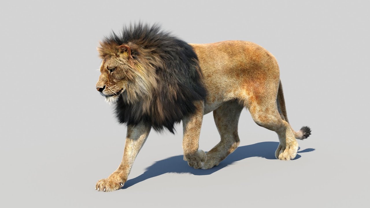 Animated Lion Fur 3D Model