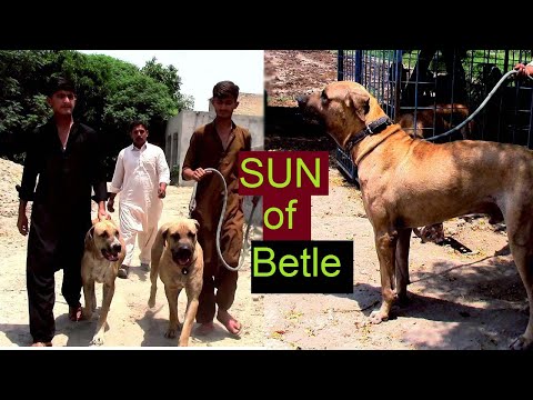 Best in the World Bully Dog Bloodline || Sun of Betle Bully Dog Doter of Betle dog