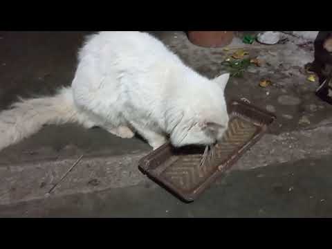 Tamu Tak Diundang(Uninvited guests)