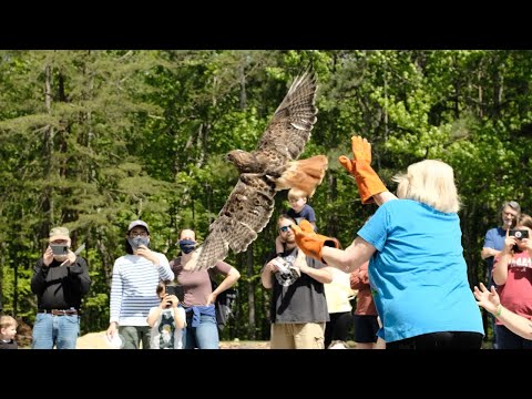 red-tailed hawk release