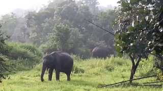 preview picture of video 'Single Elephant in Bandipur Safari'