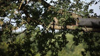 Athene noctua - badass little owl