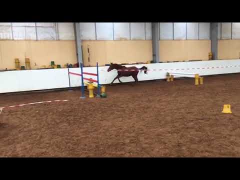 Trakehner Edelmann by Prince Patmos x Preussenprinz - 1y 9m