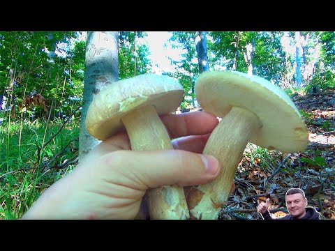 VRGANJI -  Gori Zemlja