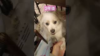 子犬のビフォーアフター