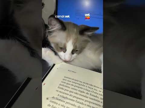 Gato usa livro de tutora como petisco durante leitura