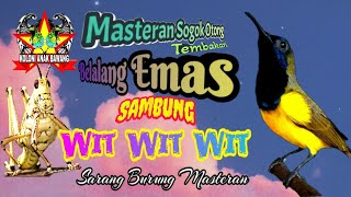 Download lagu Masteran Sogon Bahan Tembakan Belalang Emas Sambung Wit Wit Kualitas HD mp3 Download lagu Masteran Sogon Bahan Tembakan Belalang Emas Sambung Wit Wit Kualitas HD mp3