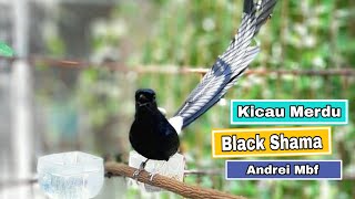 Download lagu Kicau Merdu BlackShama | Murai Batu Langka mp3