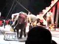 Circus