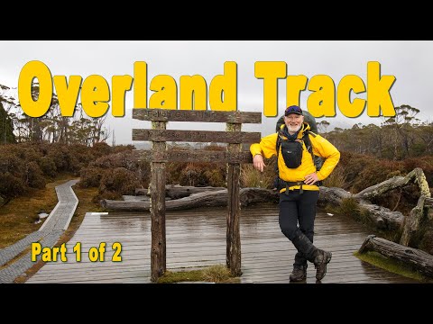 Overland Track - solo, snow, and fagus.