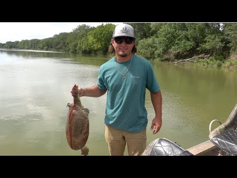 Soft Shell Turtle Catch Clean Cook