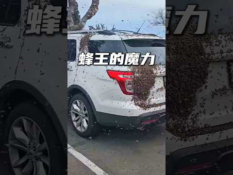 遇到蜜蜂集群别乱赶，找到蜂王才是关键 #涨知识 #蜜蜂