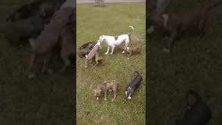 Bandog Puppies Videos