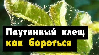 Паутинный клещ - как бороться видео